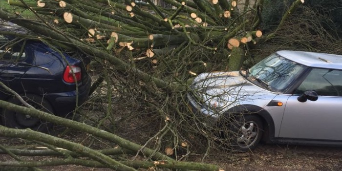 Omgewaaide boom ligt op twee auto’s.