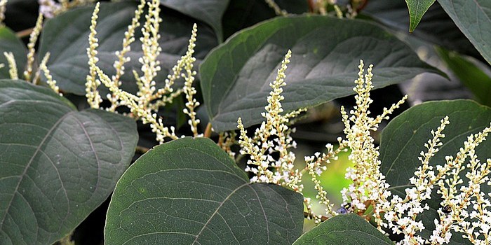 Close-up van bloeiende Japanse duizendknoop met kenmerkende witte bloempluimen