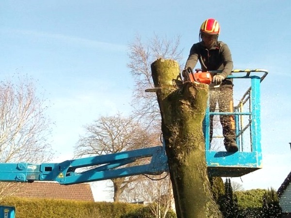 Je kunt voor alle vormen van boomverzorging in Assen terecht bij Groentechniek Klomp.