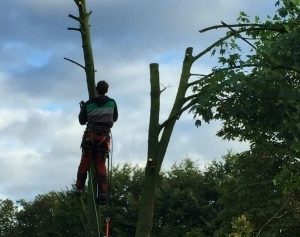 Bomen verwijderen in Almere