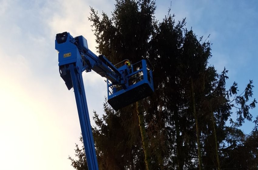 Bomen laten verwijderen in Amsterdam Bomen kappen in Amsterdam