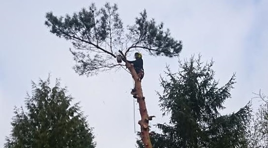 Bomen lkappen Lelystad