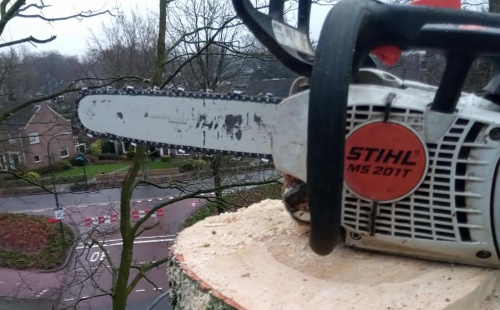 Bomen laten kappen in Meppel