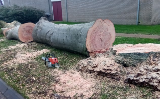 Bomen laten kappen in Zuidwolde