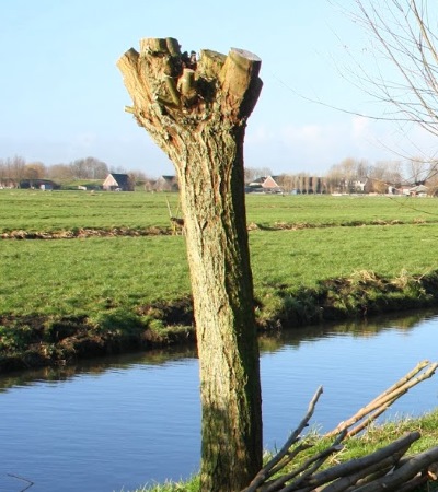 Bomen knotten Dieren