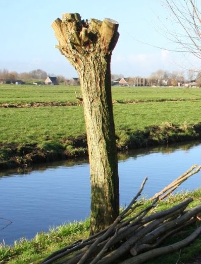 Bomen knotten in Meppel door Groentechniek Klomp Bomen knotten in Meppel door Groentechniek Klomp