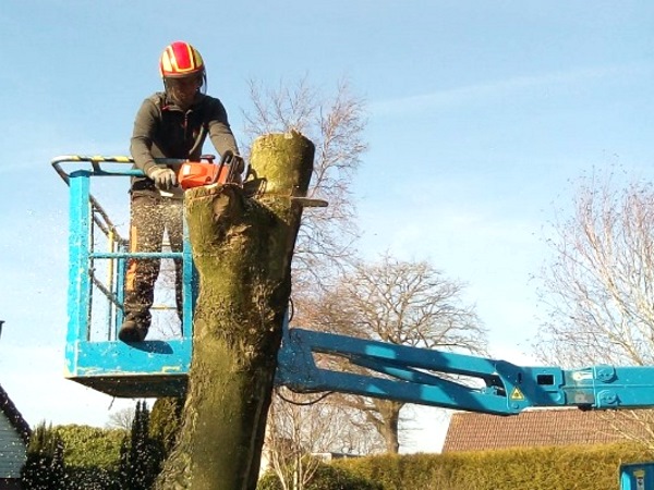 Je kunt je bomen laten knotten in Zuidwolde door Groentechniek Klomp