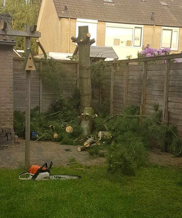 Bomen laten kappen in Wanneperveen door Groentechniek Klomp