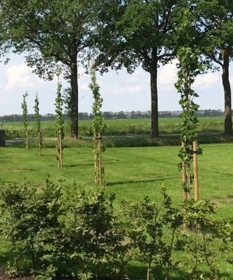 Bomen laten planten in Echten door Groentechniek Klomp
