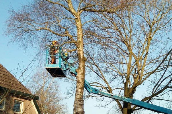 Bomen laten snoeien tijdens de boomverzorging in Eindhoven