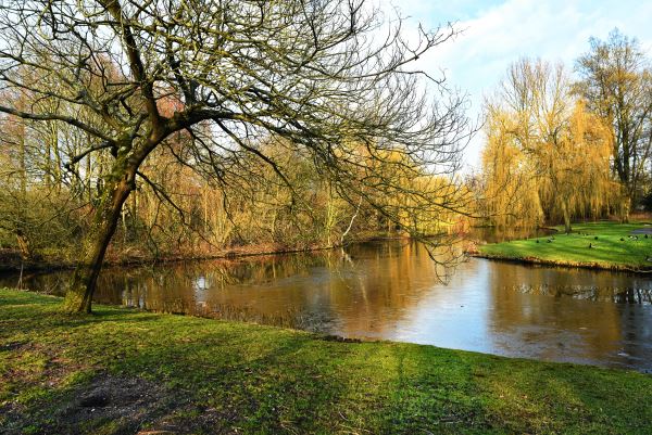 Bomen snoeien Nieuwegein