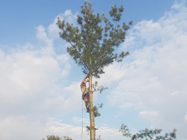 Je kunt met een gerust hart jouw bomen laten verwijderen in Enschede door de gecertificeerde boomverzorgers van Groentechniek Klomp.