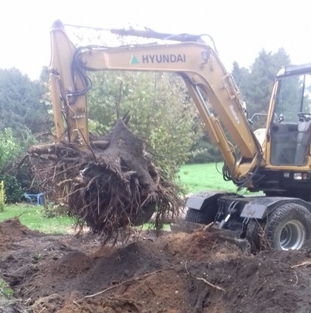 Bomen rooien in Zwolle Bomen verwijderen Zwolle