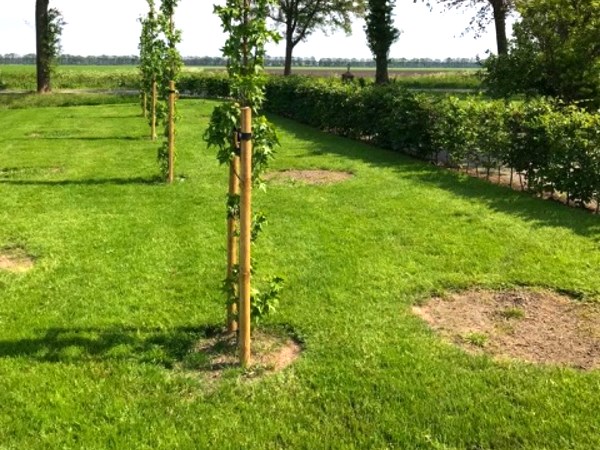 Laat jouw nieuwe bomen planten in Almelo door de boomverzorgers van Groentechniek Klomp voor het beste langdurige resultaat.