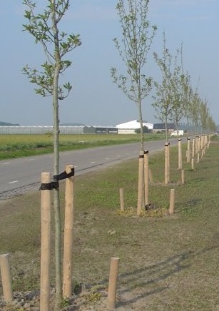 Bomen planten in Arnhem door Groentechniek Klomp