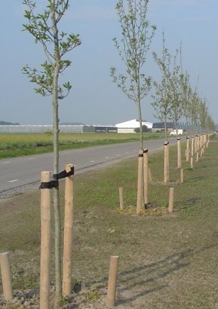 Bomen planten in Arnhem door Groentechniek Klomp Bomen planten in Arnhem door Groentechniek Klomp