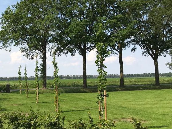 Bomen laten aanplanten in gelderland laat je over aan het boomverzorgingsbedrijf Bomen laten aanplanten in gelderland laat je over aan het boomverzorgingsbedrijf