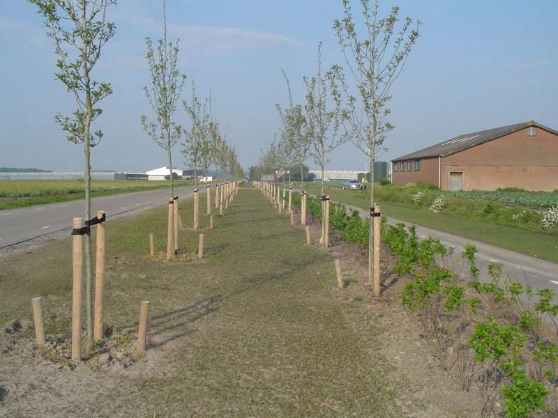 Bomen planten in Kampen