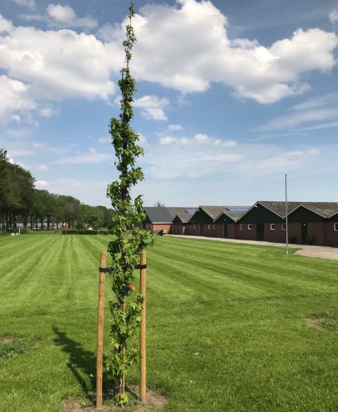 Bomen planten en verankeren in Giethoorn