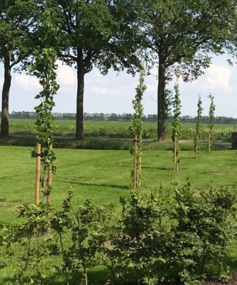 Bomen laten planten en verankeren in Leeuwarden door Groentechniek Klomp