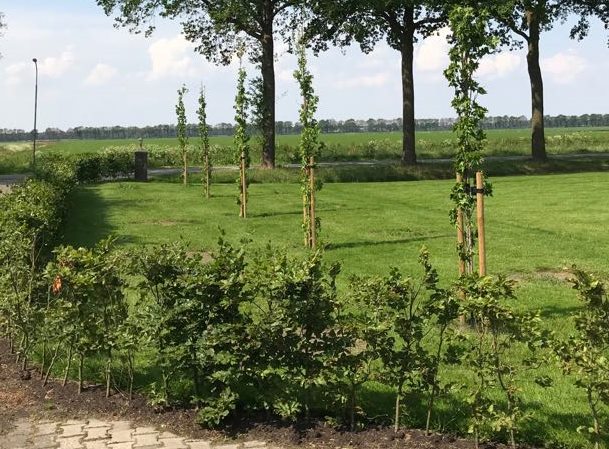 Bomen laten planten in Zuidwolde door Groentechniek Klomp
