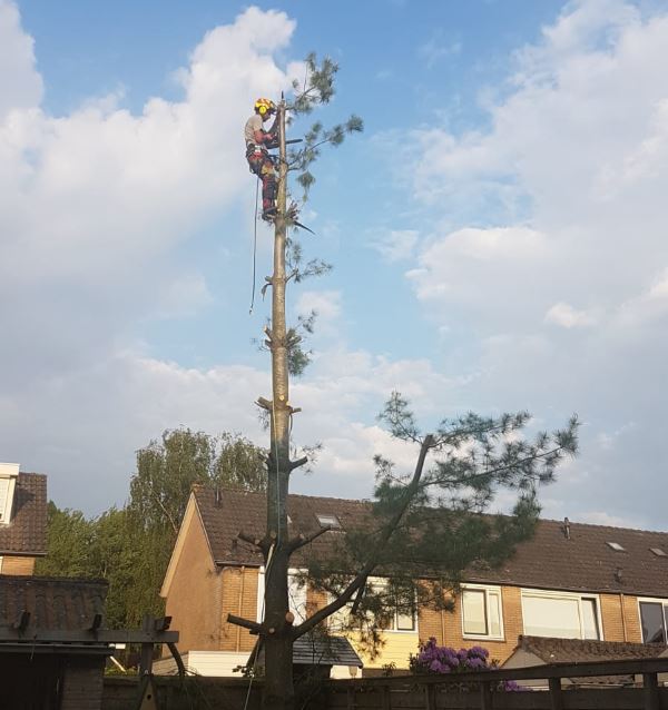 Bomen rooien in Hardenberg