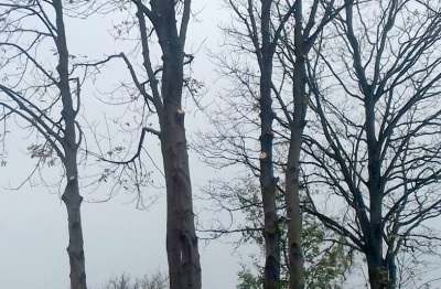 Bomen snoeien in Almere