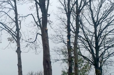 Bomen laten snoeien in Almere Bomen snoeien in Almere