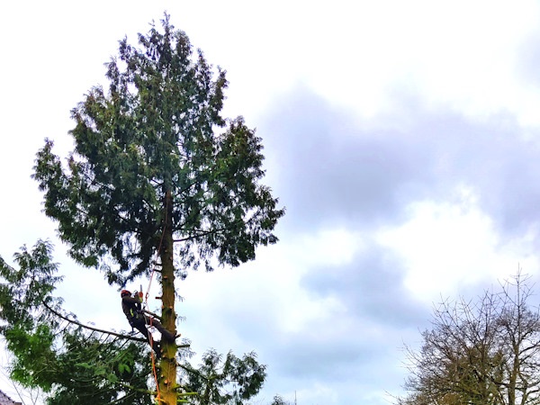 Je bomen laten snoeien in Apeldoorn gebeurt veilig en snel dankzij de boomspecialisten van Groentechniek Klomp.