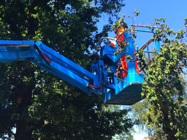 Bomen snoeien in Arnhem kan een gevaarlijke klus zijn die je kunt uitbesteden aan onze boomverzorgers.