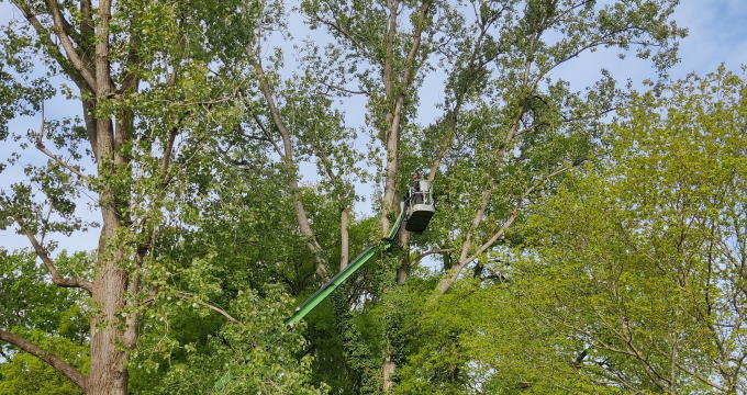 Bomen snoeien Bolsward