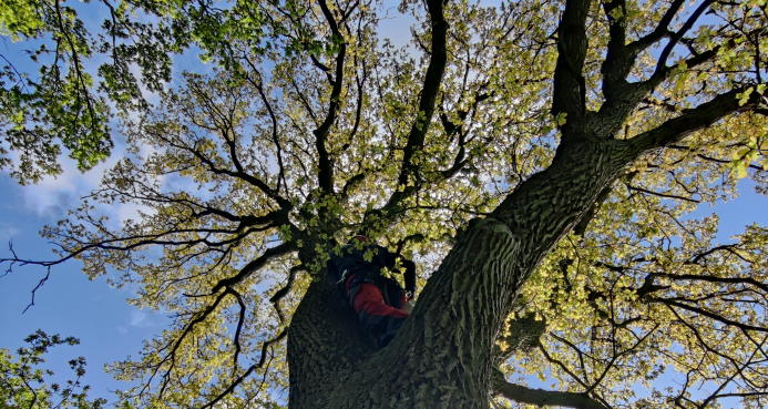 Bomen snoeien in Den Helder laat je doen door de boomspecialist.