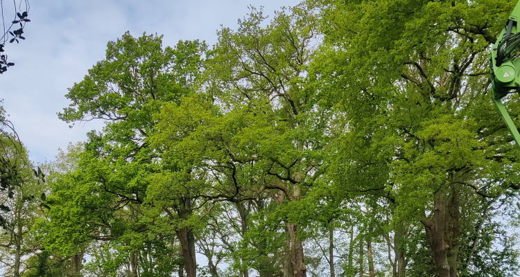 Bij het bomen snoeien in Dronten wordt gebruik gemaakt van specialistische materialen.