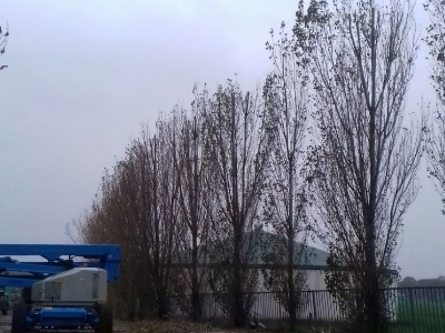 Bomen laten toppen in Enschede door Groentechniek Klomp