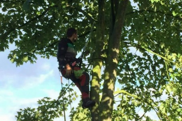 Bomen laten snoeien in Gelderland door de boomspecialist Groentechniek Klomp