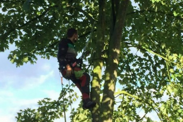 Bomen laten snoeien in Gelderland door de boomspecialist Groentechniek Klomp Bomen laten snoeien in Gelderland door de boomspecialist Groentechniek Klomp