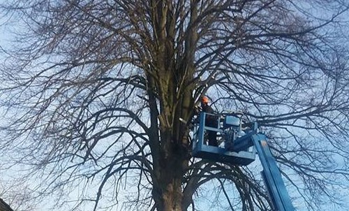 Bomen laten snoeien in Giethoorn door Groentechniek Klomp