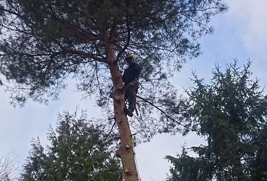 Boomverzorging in Nieuwegein