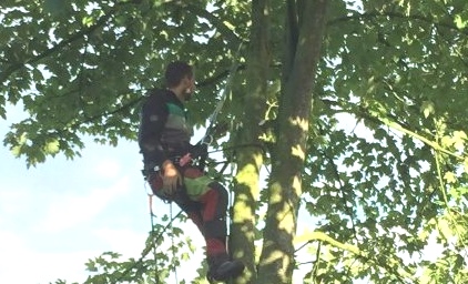 Laat je bomen snoeien in Wanneperveen door Groentechniek Klomp