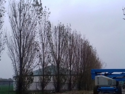 Groentechniek Klomp snoeit bomen in Zuidwolde