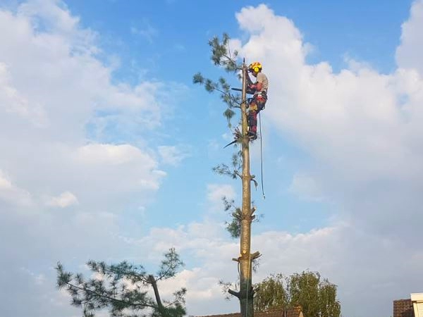 Laat je bomen toppen of je bomen knotten in Enschede door de boomverzorgers van Groentechniek Klomp.