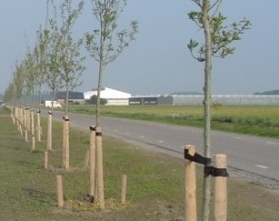 Bomen verankeren in Dedemsvaart