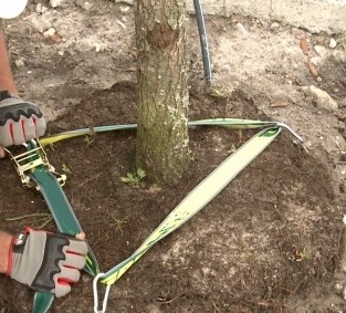 Bomen verankeren in Meppel Bomen verankeren in Meppel