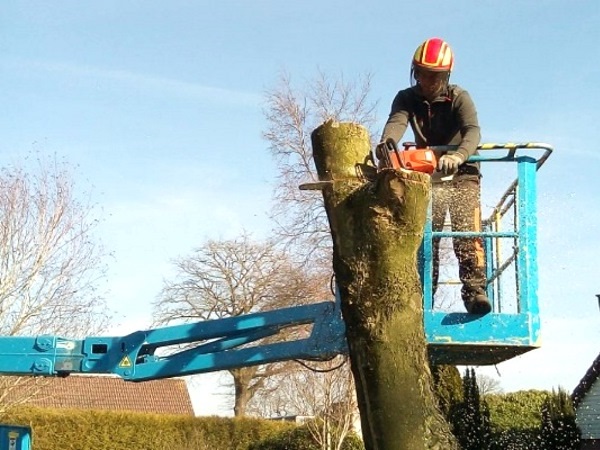 Je kunt elke boom laten verwijderen in Almere door de boomverzorgers van Groentechniek Klomp.