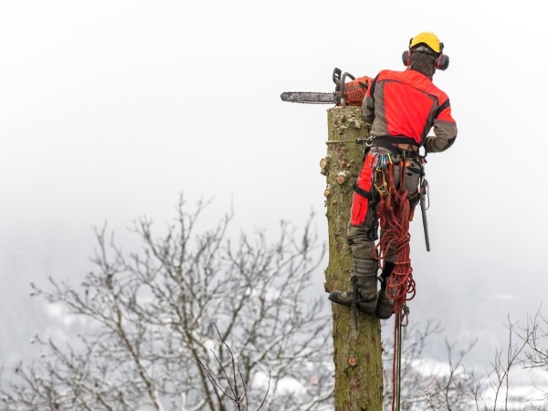 Grote, kleine of omgevallen bomen verwijderen in Amsterdam is geen probleem voor de deskundige boomverzorgers van Groentechniek Klomp.