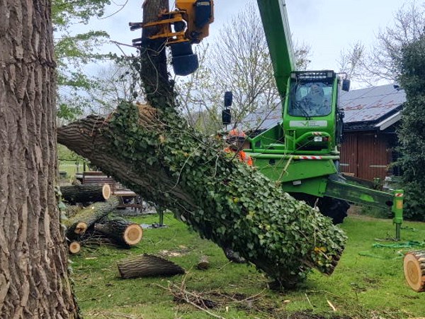 Zieke of onveilige bomen verwijderen in Apeldoorn doen onze boomverzorgers voor jou.