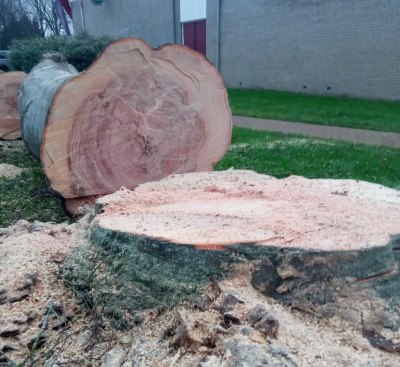 Bomen verwijderen in Nieuwegein