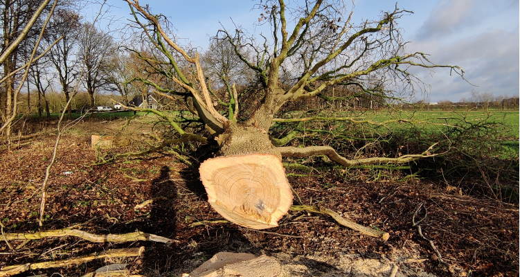 Ook voor het verwijderen van bomen kun je bij Groentechniek Klomp terecht. Ook voor het verwijderen van bomen kun je bij Groentechniek Klomp terecht.