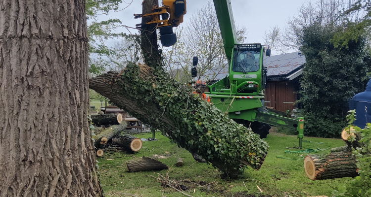 Ook voor het verwijderen van bomen in Dordrecht kun je bij Groentechniek Klomp terecht.