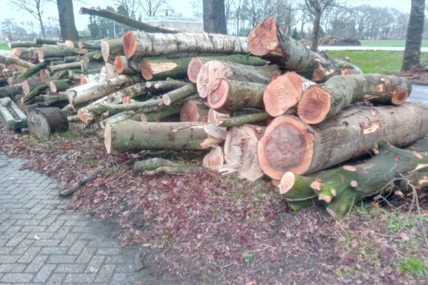 Bomen laten verwijderen in Eindhoven door Groentechniek Klomp Bomen laten verwijderen in Eindhoven door Groentechniek Klomp